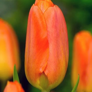 TULIPAN - ORANGE BREEZE