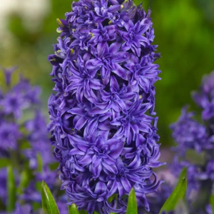 HIACYNT - CRYSTAL PALACE