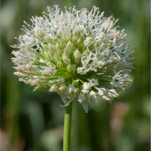 CZOSNEK - HIRTIFOLIUM