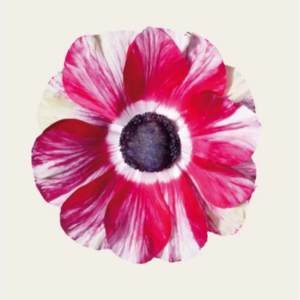 ZAWILEC - MISTRAL TIGRE