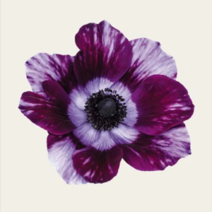 ZAWILEC - MISTRAL TIGRE WINE