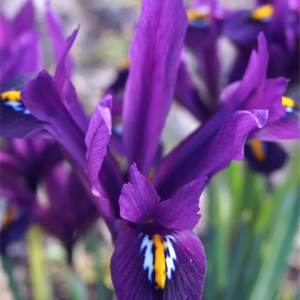 KOSACIEC ŻYŁKOWANY