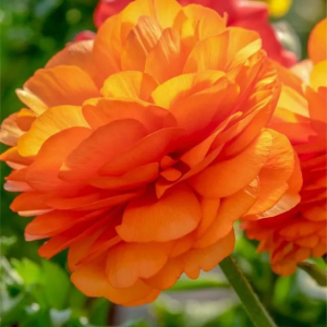 JASKIER - ELEGANCE CLEMENTINE