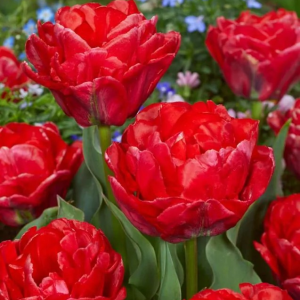 TULIPAN - ROCKABILLY