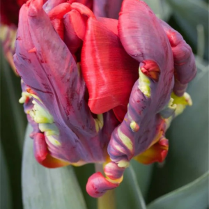 TULIPAN - SEADOV PARROT