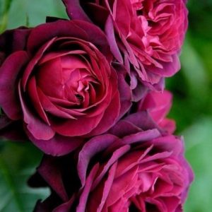 RÓŻA WIELKOKWIATOWA - GRAFIN DIANA