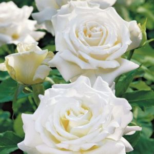 RÓŻA WIELKOKWIATOWA - JAN PAWEŁ II