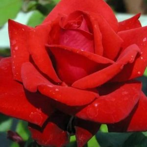 RÓŻA WIELKOKWIATOWA - GRANDE AMORE