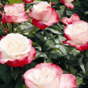 RÓŻA WIELKOKWIATOWA - NOSTALGIE