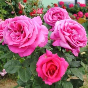 RÓŻA WIELKOKWIATOWA - PAROLE