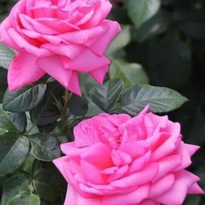 RÓŻA WIELKOKWIATOWA - ROMINA