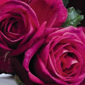 RÓŻA WIELKOKWIATOWA - J. W. VON GOETHE ROSE