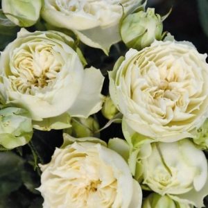 RÓŻA WIELKOKWIATOWA - WEDDING PIANO