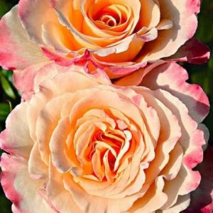 RÓŻA WIELKOKWIATOWA - AQUARELL