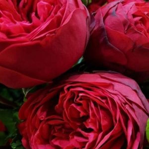 RÓŻA WIELKOKWIATOWA - PIANO