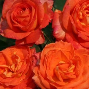 RÓŻA WIELKOKWIATOWA - FEURIO