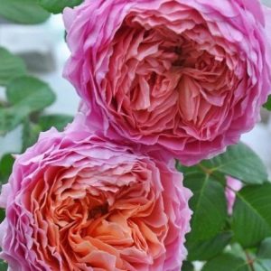 RÓŻA WIELKOKWIATOWA - EISVOGEL