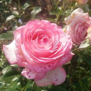 RÓŻA WIELKOKWIATOWA - ISABELLE AUBRET