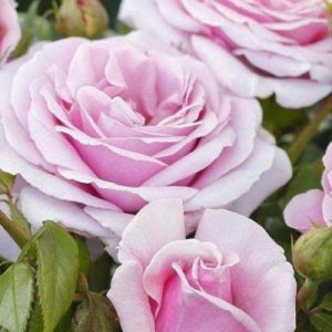 RÓŻA WIELKOKWIATOWA - PACIFIC BLUE