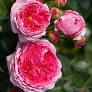 RÓŻA WIELKOKWIATOWA - MODERN ART