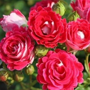 RÓŻA RABATOWA - SCHONE KOBLENZERIN