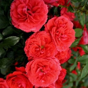 RÓŻA RABATOWA - CHERRY GIRL