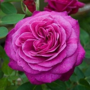 RÓŻA RABATOWA - OLD PORT