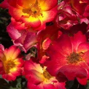 RÓŻA RABATOWA - SUMMER OF LOVE