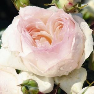 RÓŻA RABATOWA - STEPHANIE BARONIN ZU GUTTENBERG ROSE