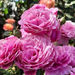 RÓŻA RABATOWA - KAFFE FASSETT