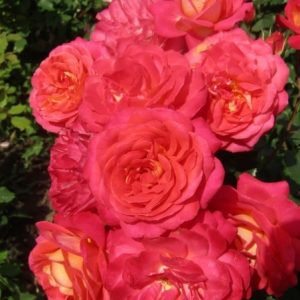 RÓŻA RABATOWA - MIDSUMMER