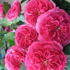 RÓŻA RABATOWA - BARONESSE