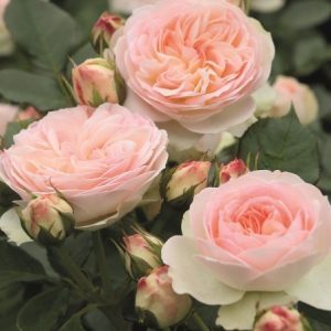 RÓŻA RABATOWA - PASTELLA
