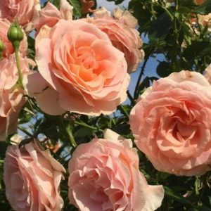 RÓŻA RABATOWA - BENGALI