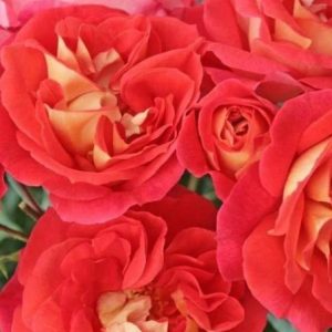 RÓŻA RABATOWA - GEBRUDER GRIMM