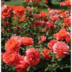 RÓŻA RABATOWA - THEODOR FONTANE