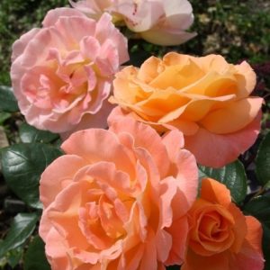 RÓŻA RABATOWA - ROSEMARY HARKNESS