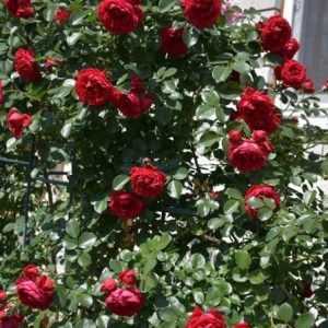 RÓŻA PNĄCA - FLORENTINA