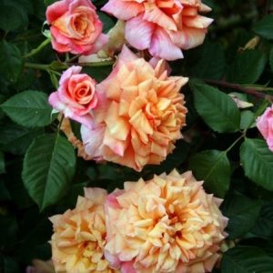 RÓŻA PNĄCA - ALOHA