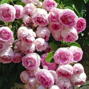 RÓŻA PNĄCA - JASMINA