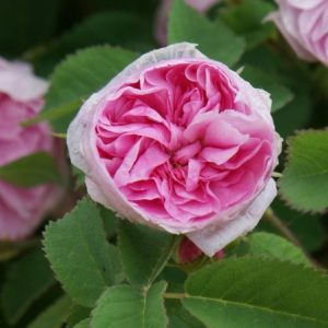 RÓŻA PNĄCA - PETITE de HOLLANDE