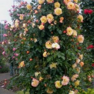 RÓŻA PNĄCA - MOONLIGHT