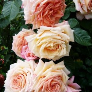 RÓŻA PNĄCA - BAROCK