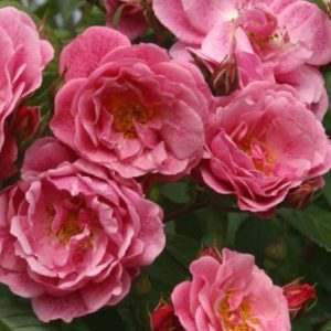 RÓŻA PNĄCA - CAMELOT