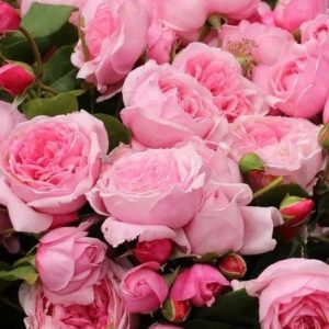 RÓŻA PNĄCA - KISS ME KATE