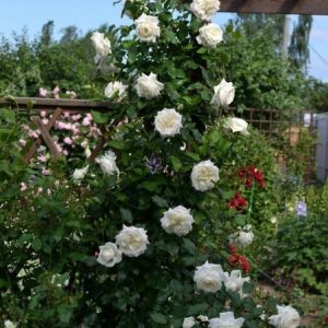 RÓŻA PNĄCA - ALASKA