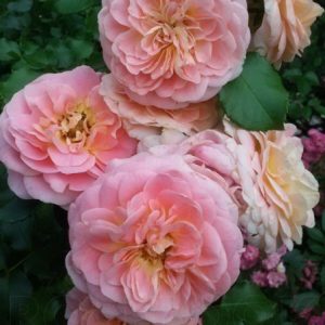 RÓŻA PARKOWA - CONCERTO