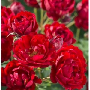 RÓŻA PARKOWA - BRILLANT KORSAR