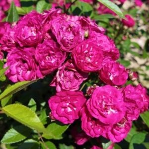 RÓŻA PARKOWA - DINKY