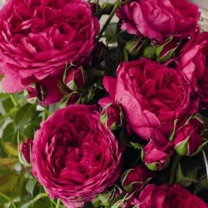 RÓŻA PARKOWA - SOUL